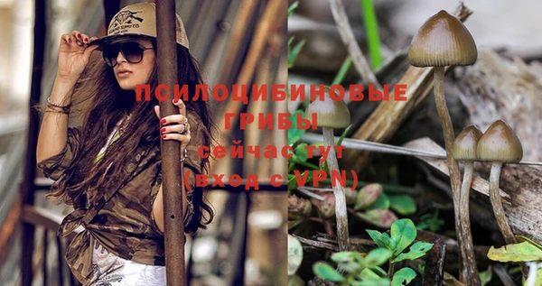 ГАЛЛЮЦИНОГЕННЫЕ ГРИБЫ Кодинск